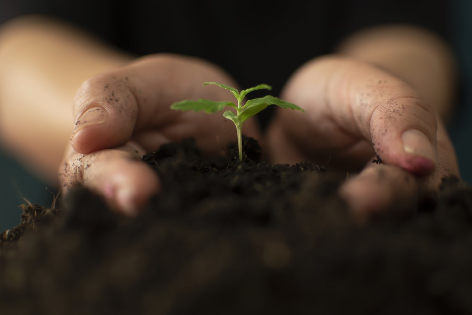 Hand gently holding rich soil for his marijuana plants